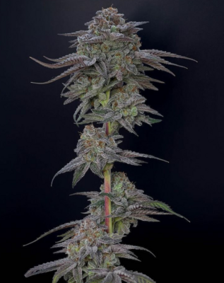 Sunken Treasure Seeds