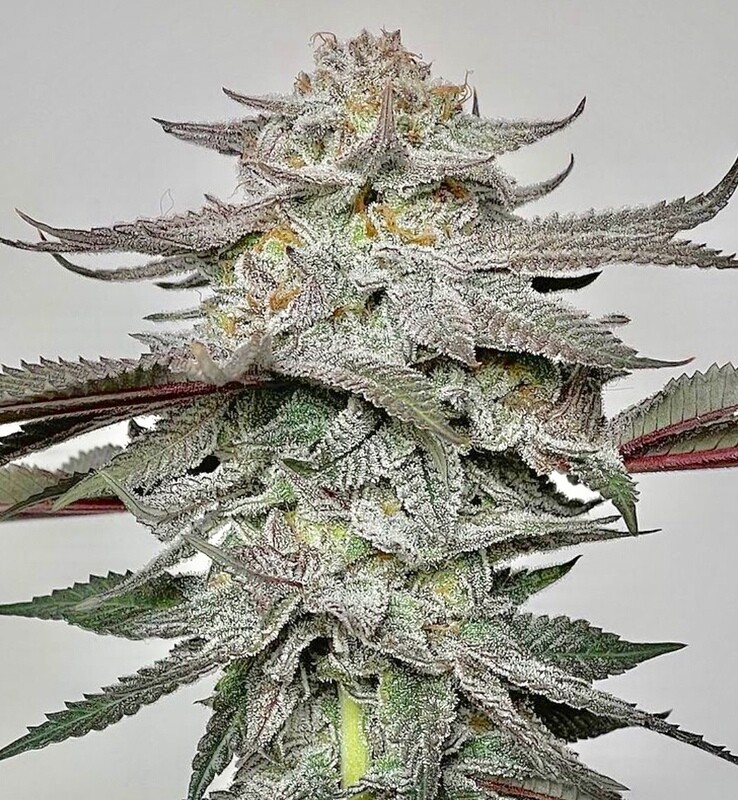 Mac Stomper OZ - 12 Regular Seeds - Sunken Treasure