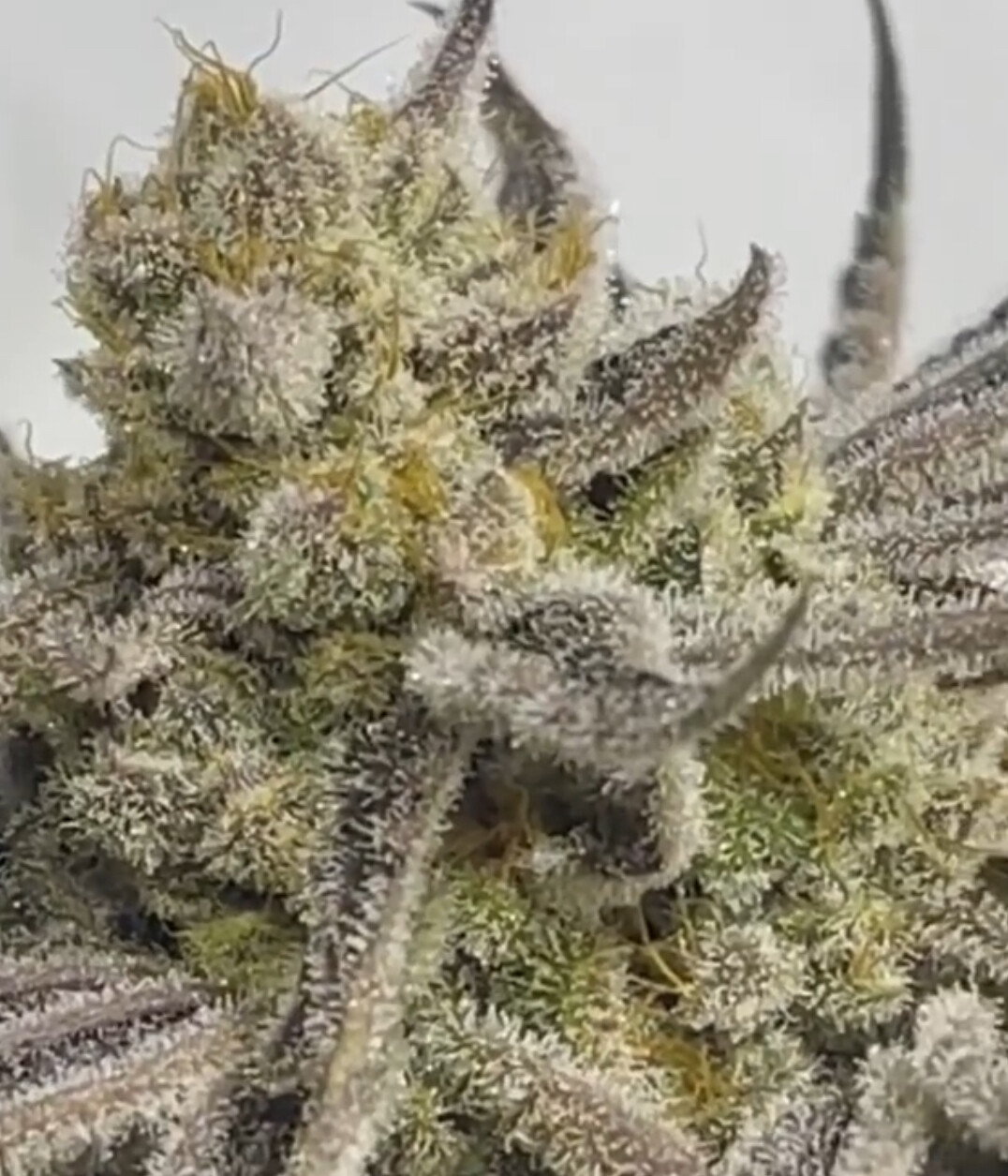 Cake Stomper *Limited!* - 12 Regular Seeds - Sunken Treasure