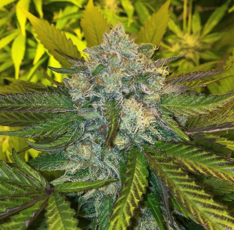 Punch &amp; Cookies - 6 Feminized Seeds - Mamiko Seeds