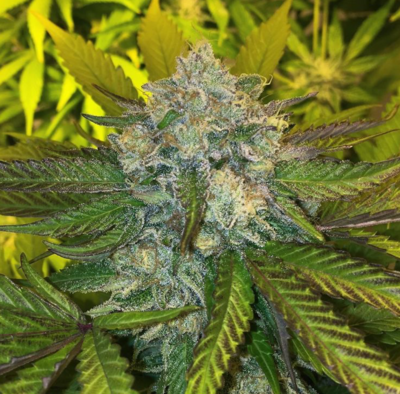 Punch & Cookies - 6 Feminized Seeds - Mamiko Seeds