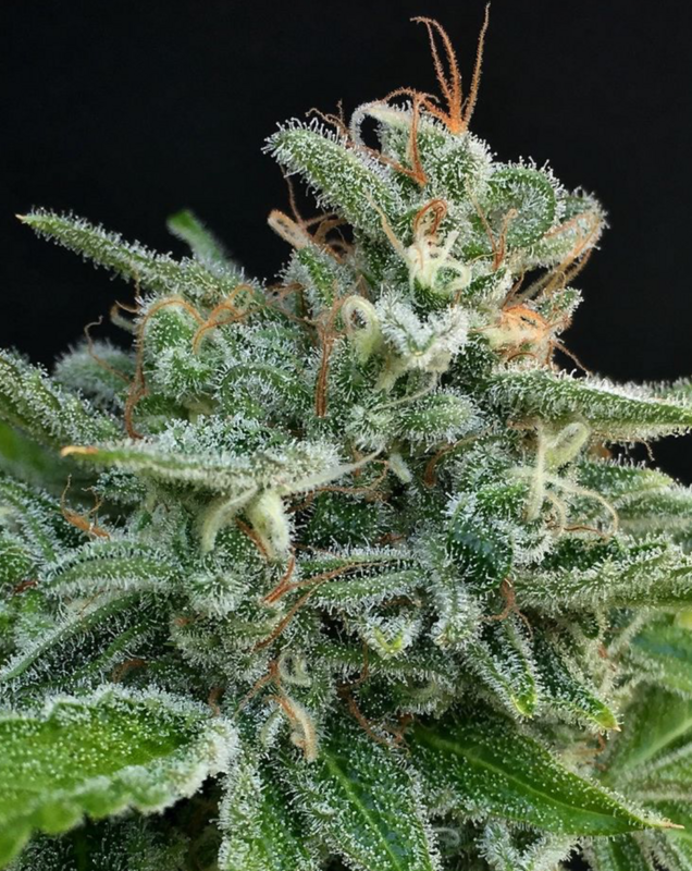 Master Cookies - 6 Feminized Seeds - Mamiko Seeds