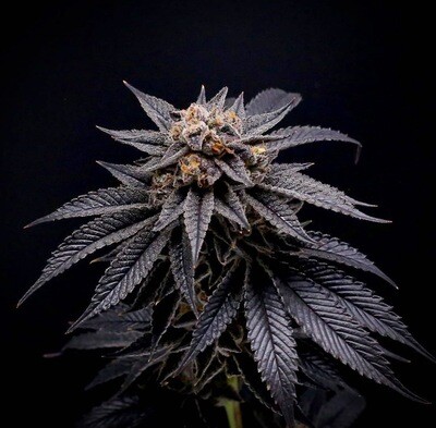Out of Breath - 13 Regular Seeds - Old Anonymous (Pre Order, Ships After 4/20) Plus Freebie 3 Pack Agiorgitiko