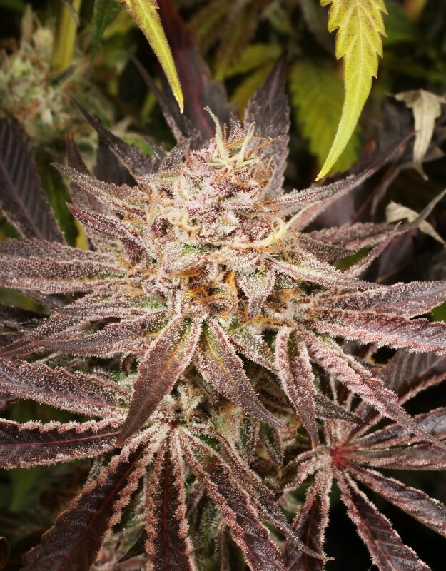 Cuntz (Pink) F2 - 7 Feminized Seeds - Mass Medical Strains + Watermelon Pupil Fem Freebie