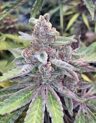 Axle Grease *Limited* - 7 Feminized Seeds - Mass Medical Strains