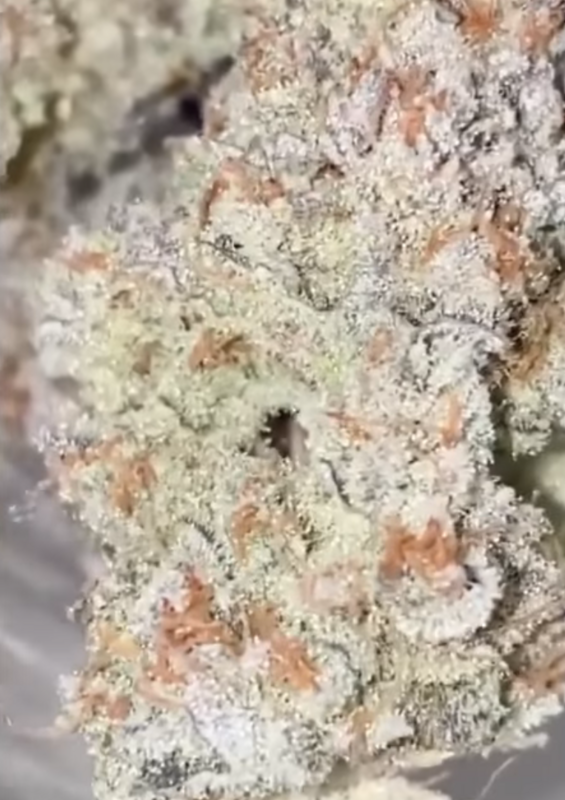 Oz Stomper - 12 Regular Seeds - Sunken Treasure