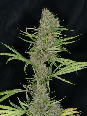 Cambodian PuTang *Limited* - 7 Feminized Seeds - Mass Medical Strains