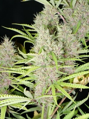 Cambodian PuTang *Limited* - 7 Feminized Seeds - Mass Medical Strains