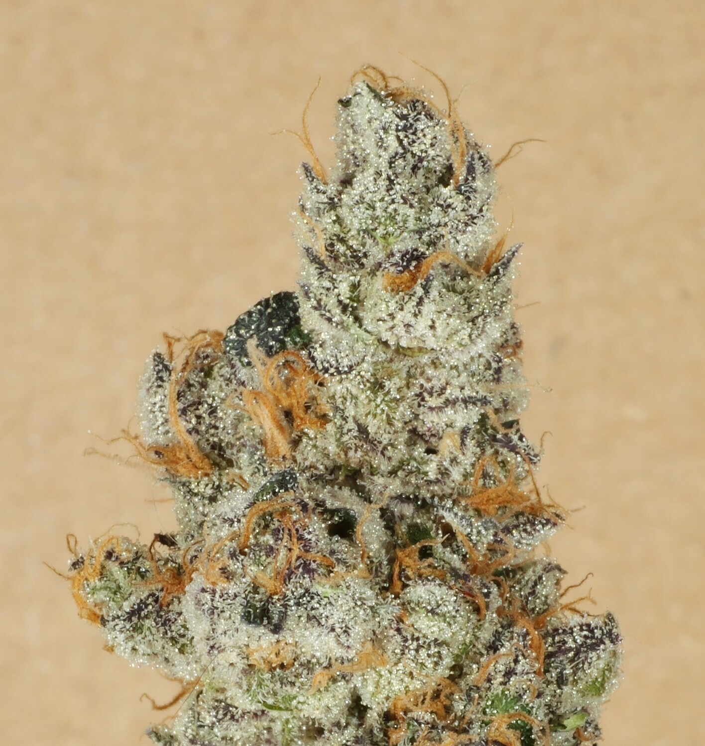 Banana Twerpz REG - 11 Regular Seeds - Cosmic Wisdom