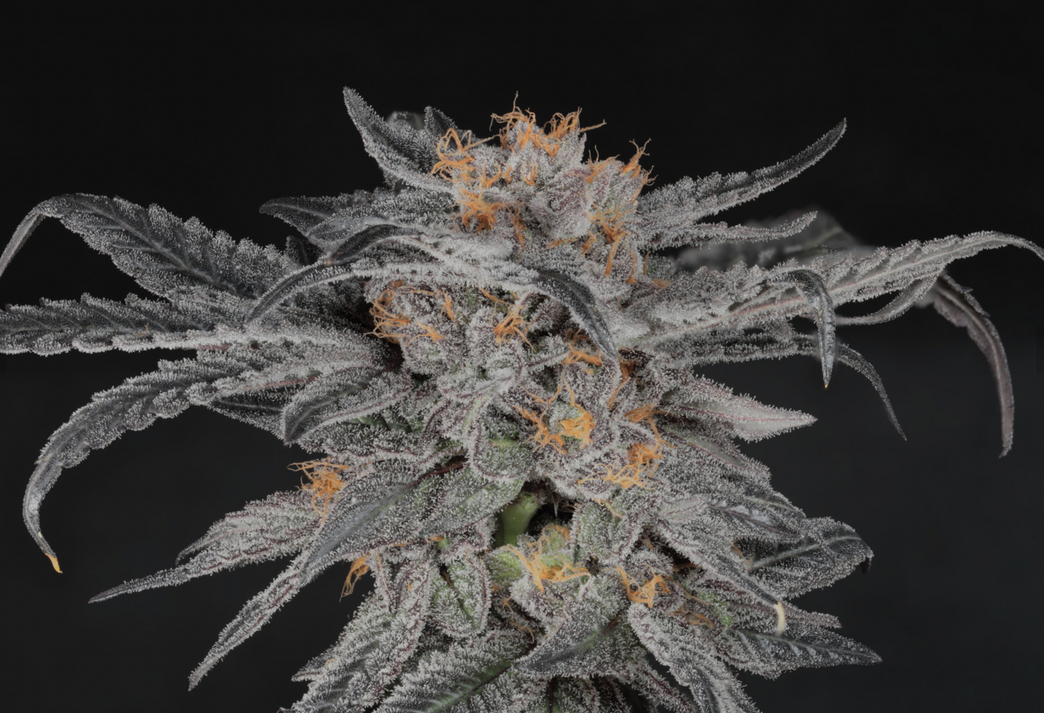 Humboldt Afghani - 6 Feminized Seeds - Twenty20 Mendocino