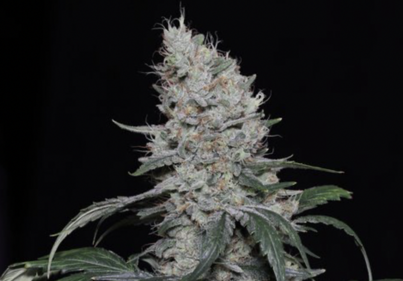 Knows Candy - 6 Auto Fem Seeds - Twenty20 Mendocino