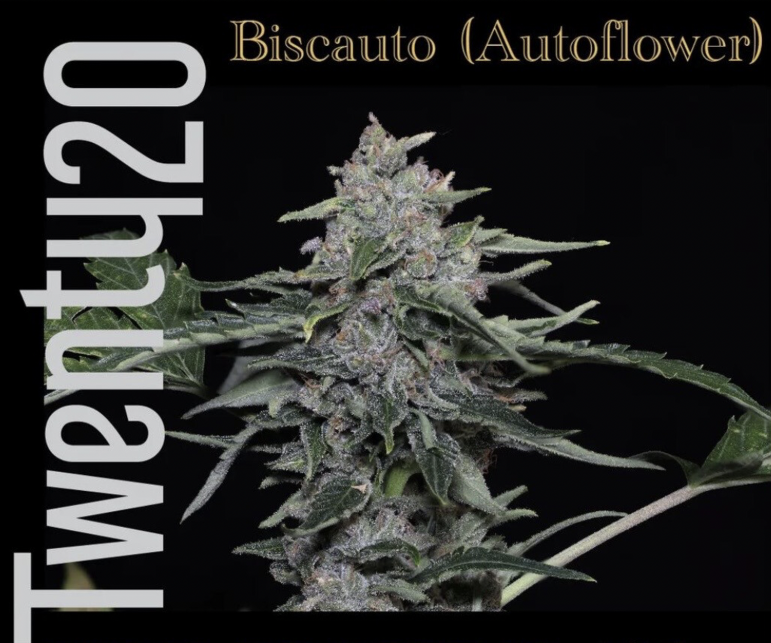 Biscauto - 6 Auto Fem Seeds - Twenty20 Mendocino