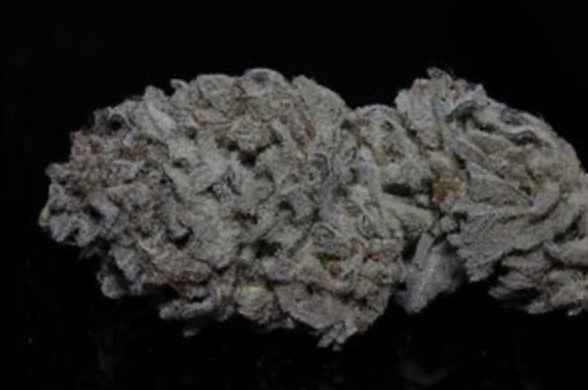 Smell of Success - 6 Feminized Seeds - Twenty20 Mendocino