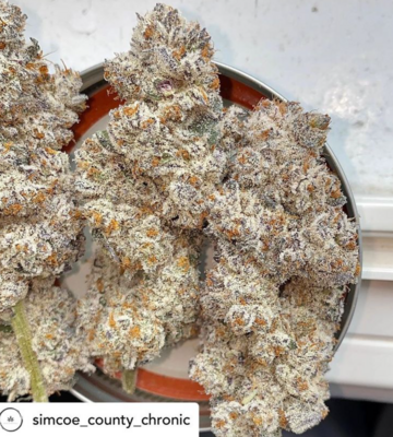 Pure Michigan F2 - 10 Regular Seeds - 3rd Coast Genetics