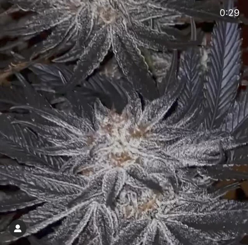White Meat - 10 Regular Seeds - 3rd Coast Genetics