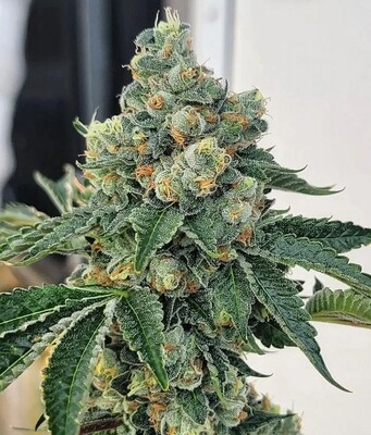 Chem Fuego - 13 Regular Seeds - Lucky Dog Seed Co - PreOrder Ships Mid February