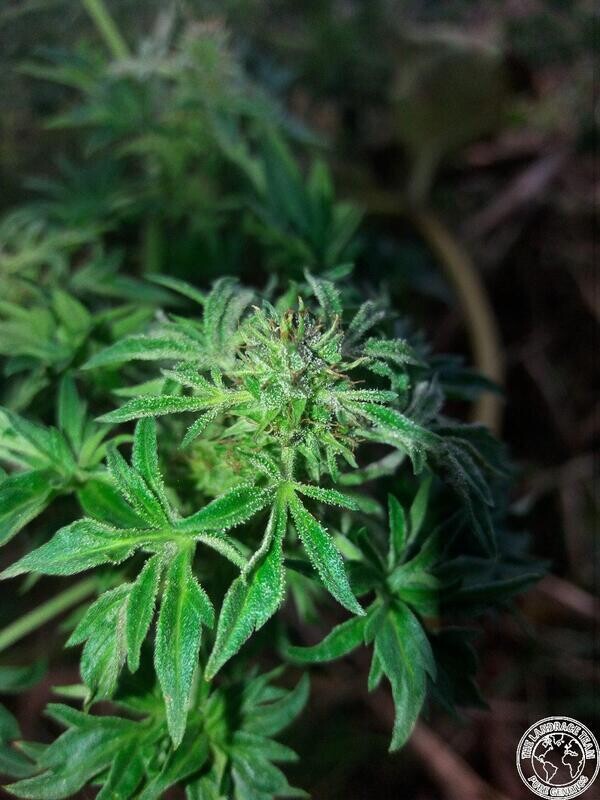 ABC - 10 Regular Seeds - The Landrace Team