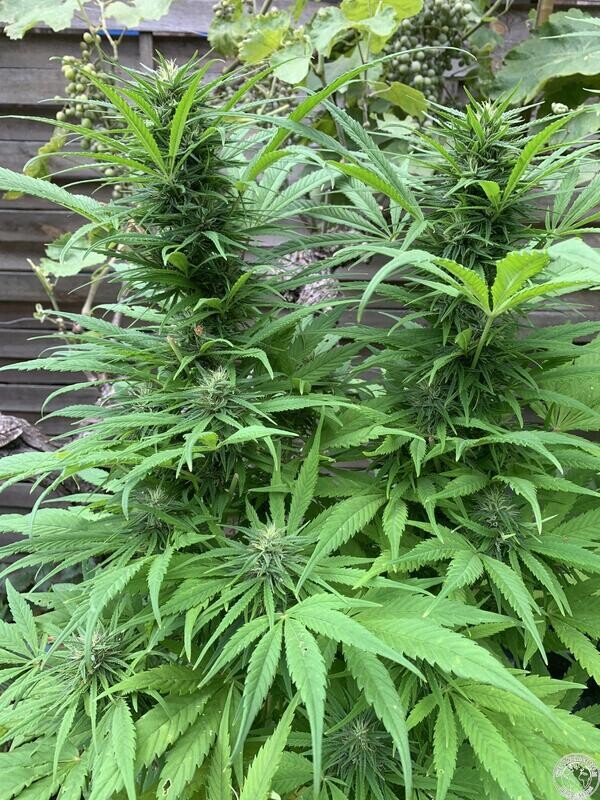 Turkish - 10 Regular Seeds - The Landrace Team