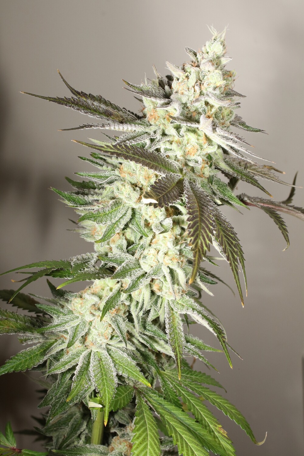 Enchanted Runtz - 11 Regular Seeds - Cosmic Wisdom