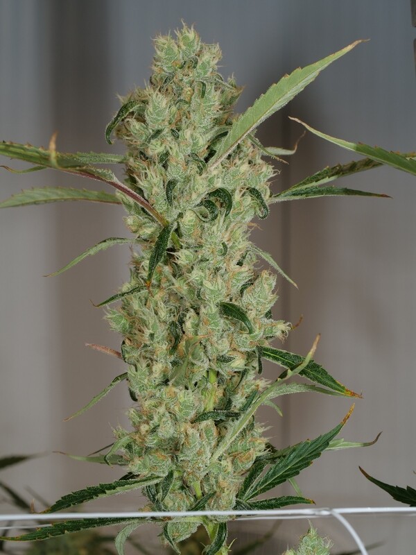 Juice Lord - 13 Regular Seeds - Mass Medical Strains