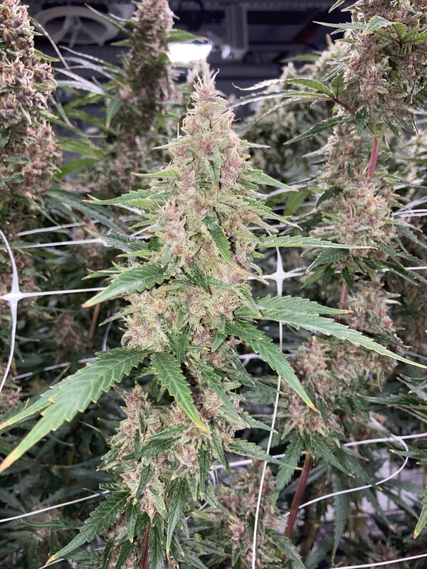 Kernel Swabi - 7 Feminized Seeds - Mass Medical Strains