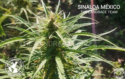 Sinaloa - 10 Regular Seeds - The Landrace Team