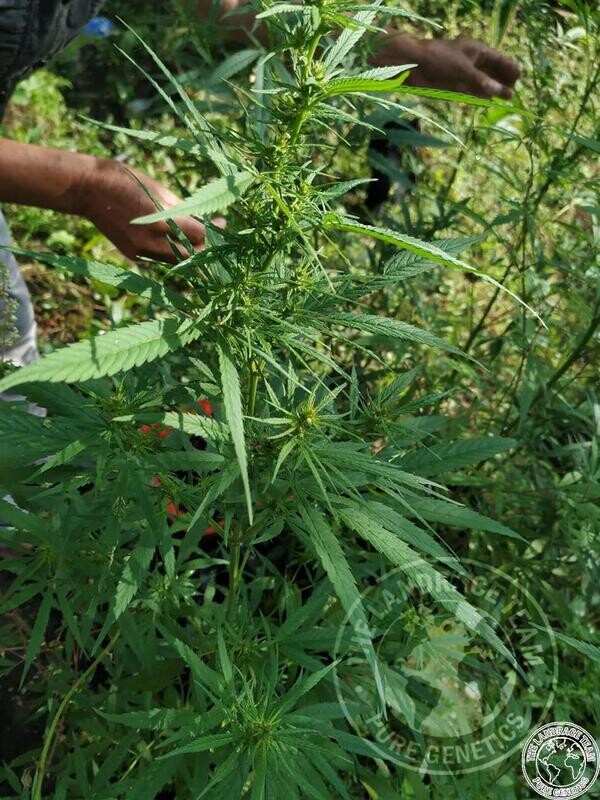 Kalimpong - 10 Regular Seeds - The Landrace Team