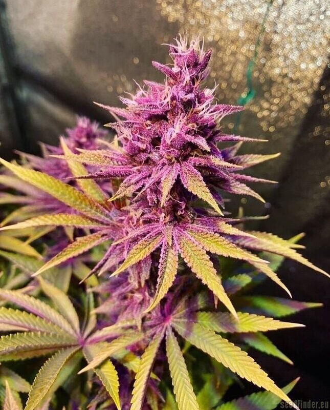 PuTang S1 - 7 Feminized Seeds - Mass Medical Strains