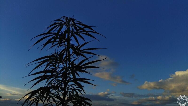 Thai Hill - 10 Regular Seeds - The Landrace Team