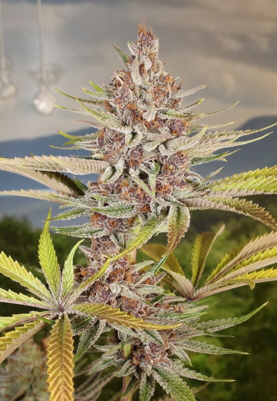 Divine PuTang - 12 Regular Seeds - Annunaki Genetics