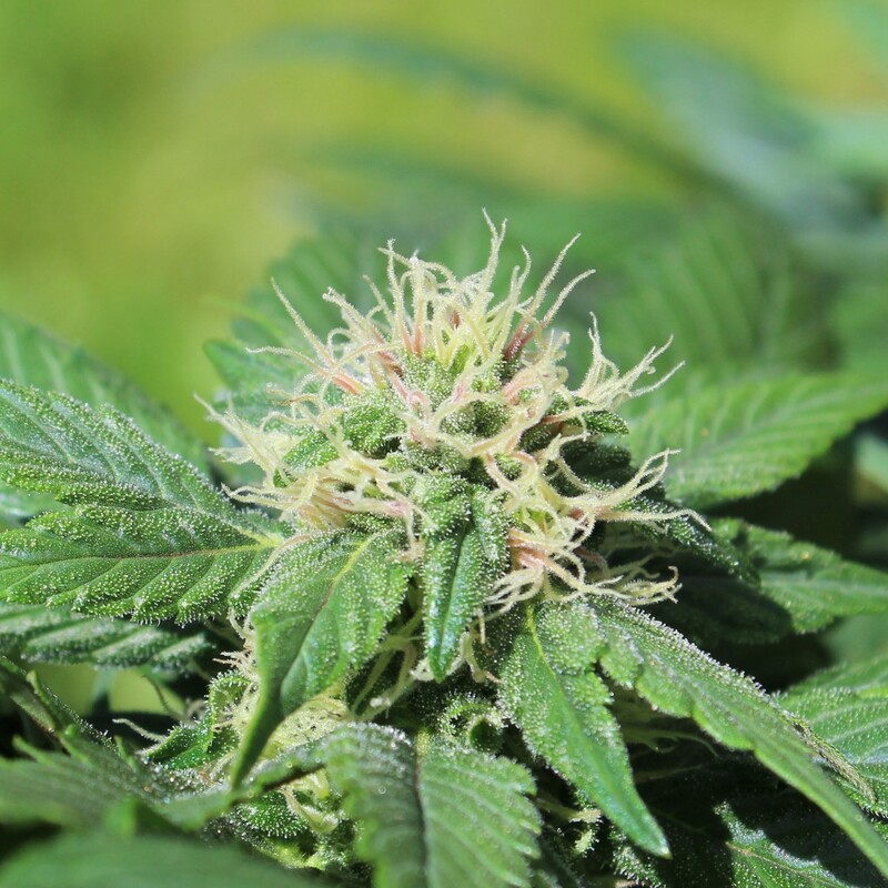 Double Duck - 12 Regular Seeds - Annunaki Genetics