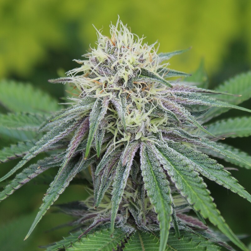 Divine Lemonaid - 12 Regular Seeds - Annunaki Genetics