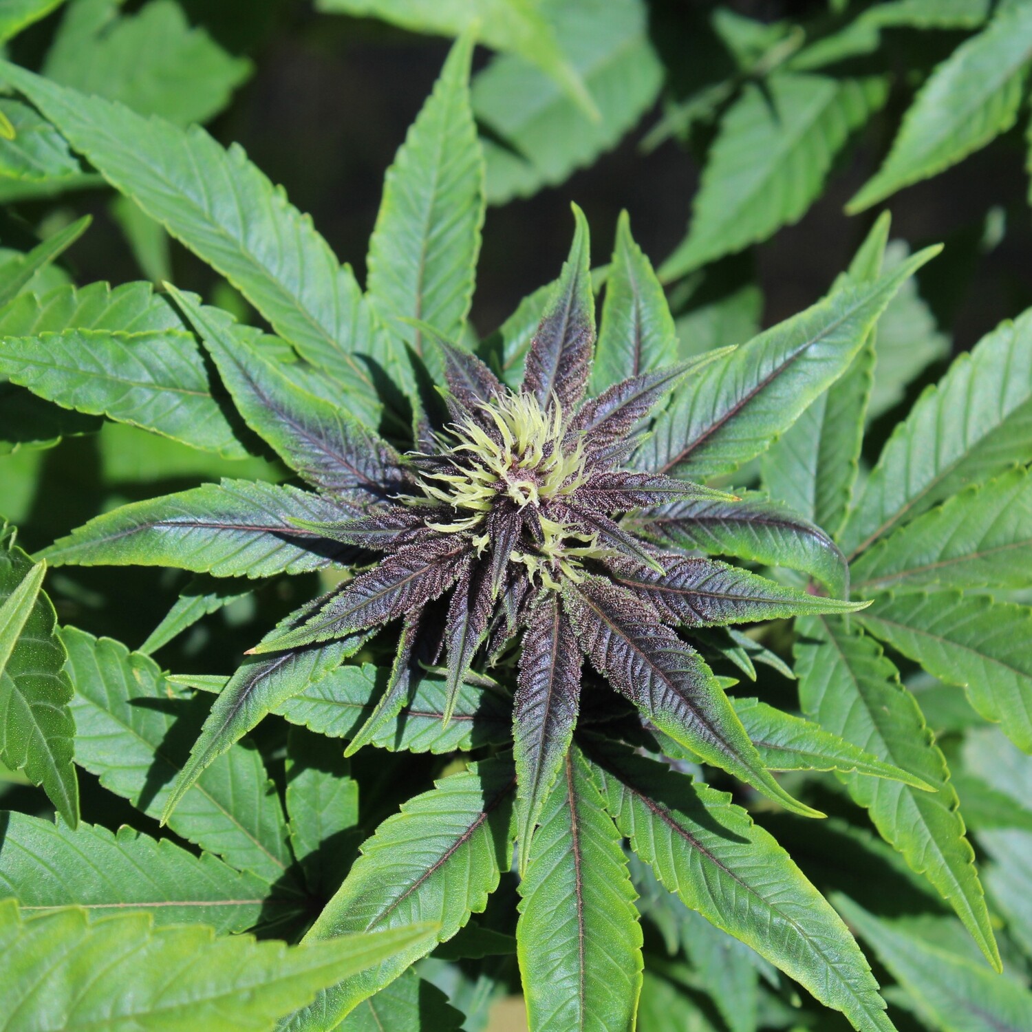 Purple Smooth Leaf - 6 Regular Seeds - Annunaki Genetics