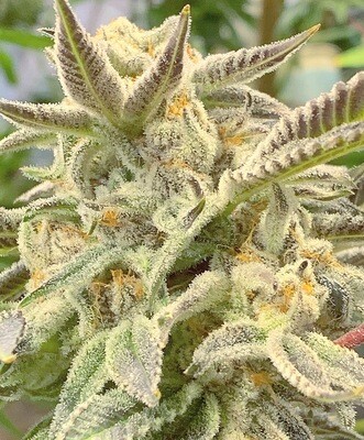 FUSCIA - 12 Regular Seeds - Gage Green Group / Genetic Designer - Reservation 11/12 Release