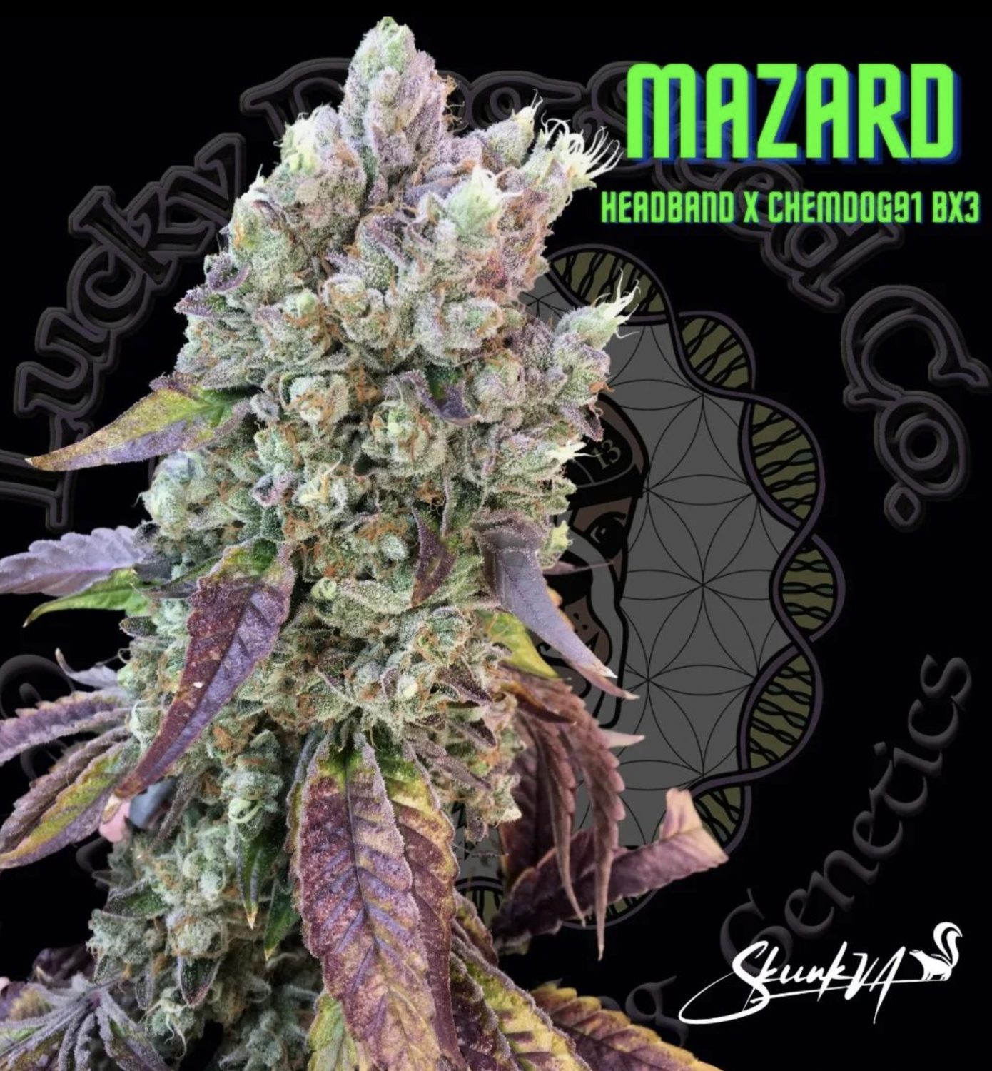 Mazard - 13 Regular Seeds - Lucky Dog Seed Co