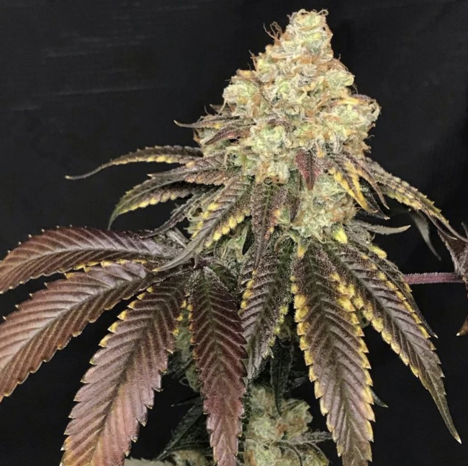 Sweet Chem - 13 Regular Seeds - Lucky Dog Seed Co