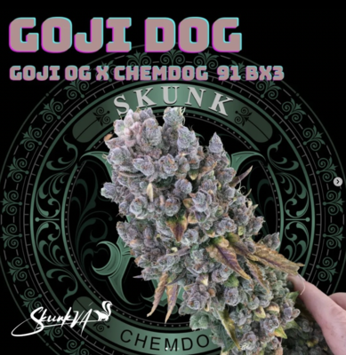 Goji Dog - 13 Regular Seeds - Lucky Dog Seed Co