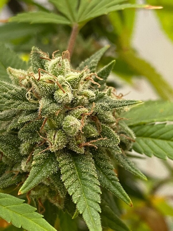 Sour Diesel S2 - 10 Feminized Seeds - Aloha Island Genetics