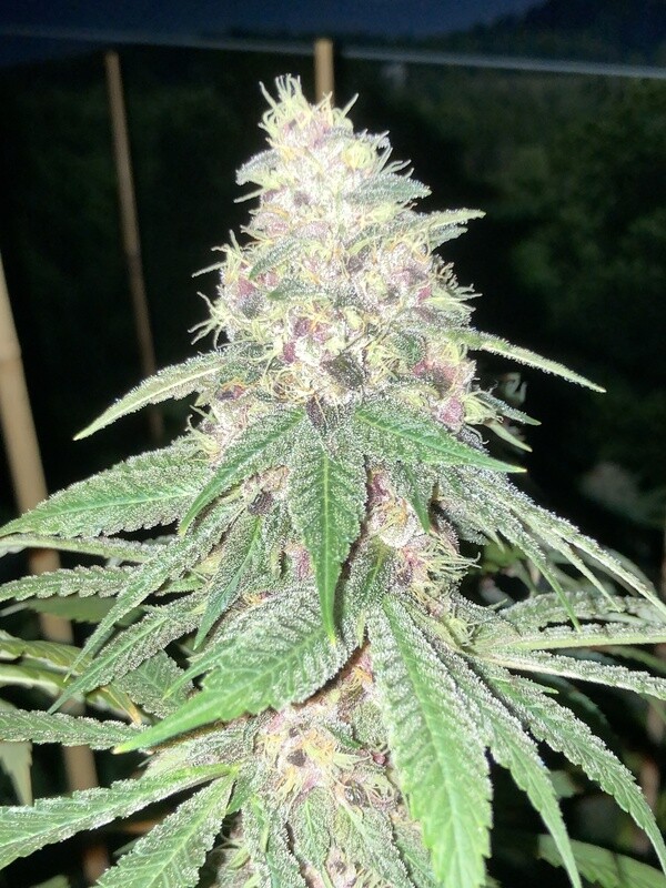 Silver Sword - 10 Feminized Seeds - Aloha Island Genetics