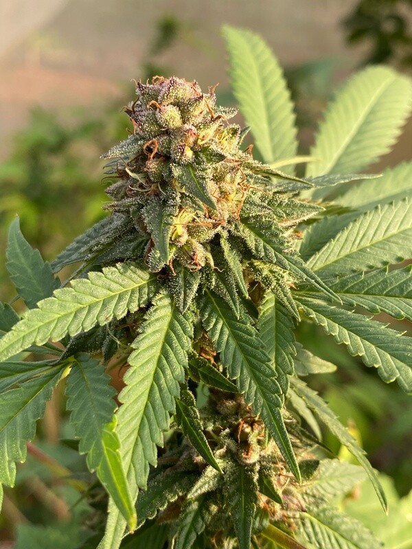Strawberry Diamond x Silver Sword - 10 Feminized Seeds - Aloha Island Genetics