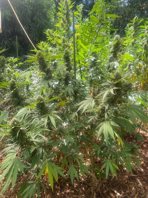 Turdle - 10 Feminized Seeds - Aloha Island Genetics