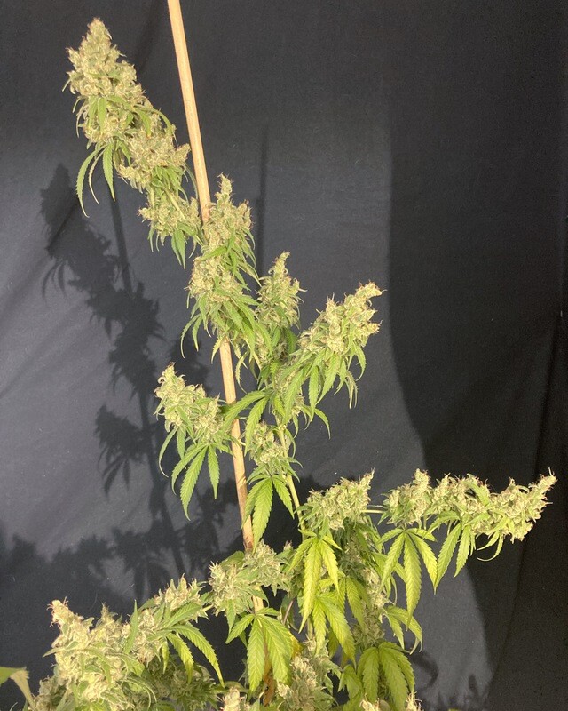 Medi Pak - 7 Feminized Seeds - Mass Medical Strains
