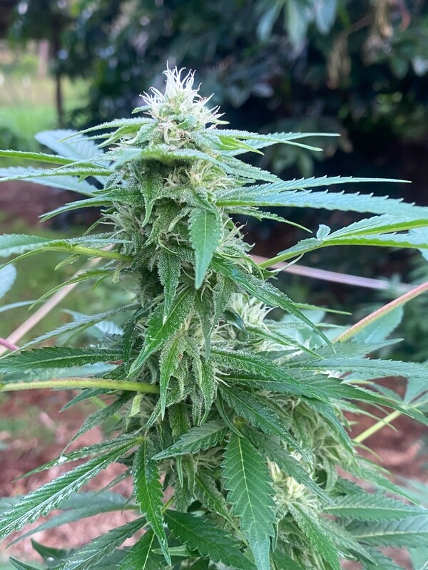 Lemon Ginger *Limited* - 10 Feminized Seeds - Aloha Island Genetics