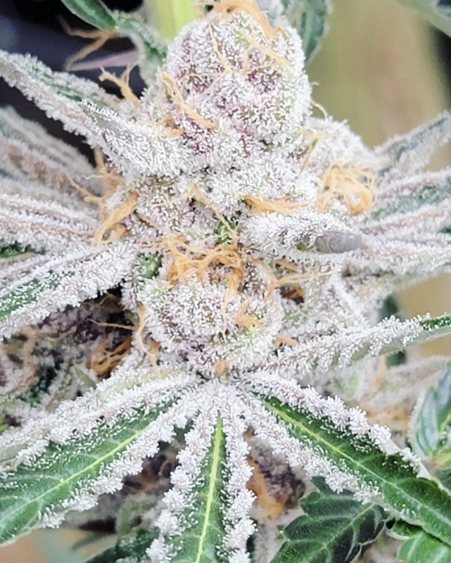 Grape Pupil - 7 Feminized Seeds - Mass Medical Strains