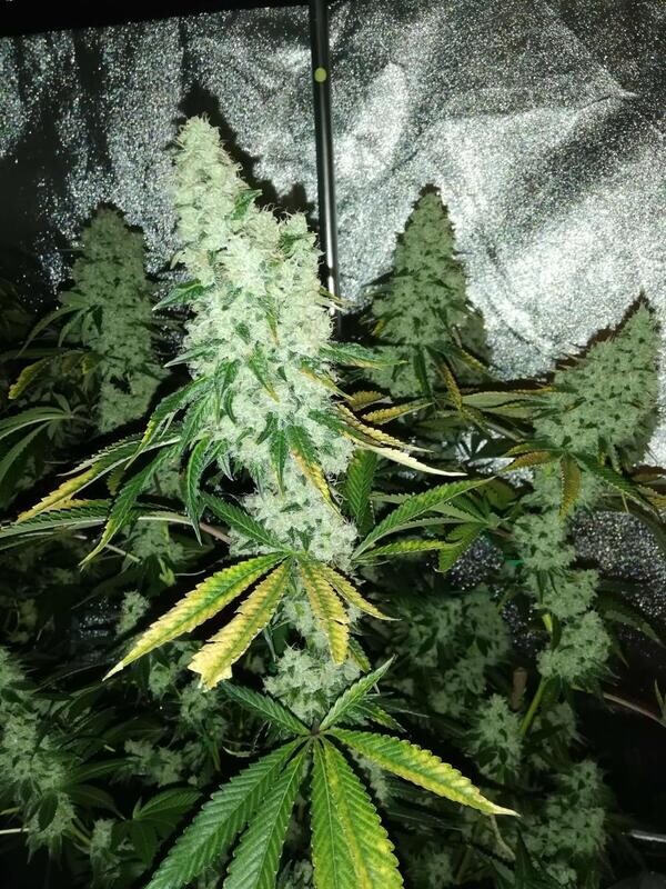 Double Krush - 13 Regular Seeds - Lucky Dog Seed Co