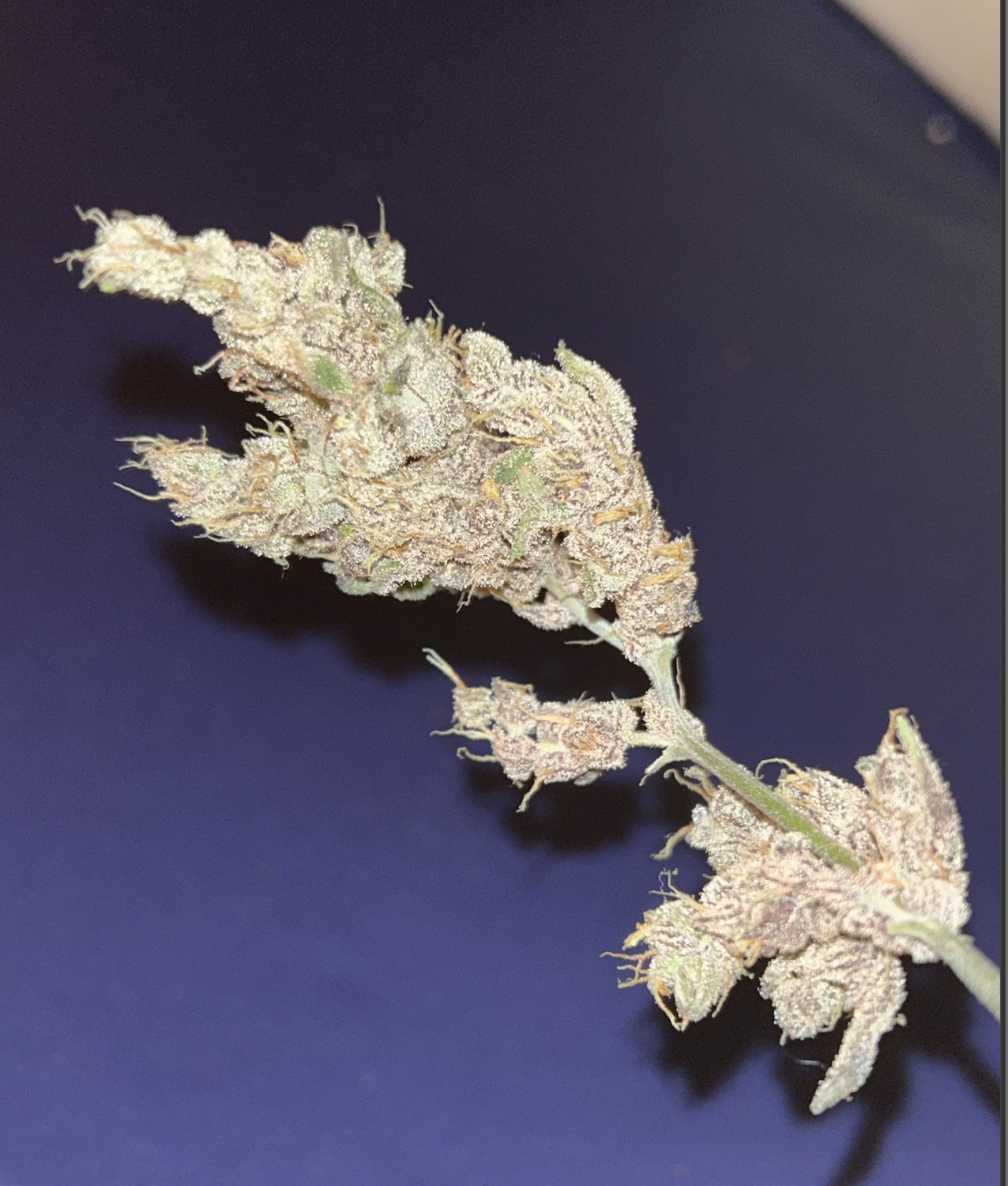 Platinum Laos - Limited - 13 Regular Seeds - Mass Medical Strains