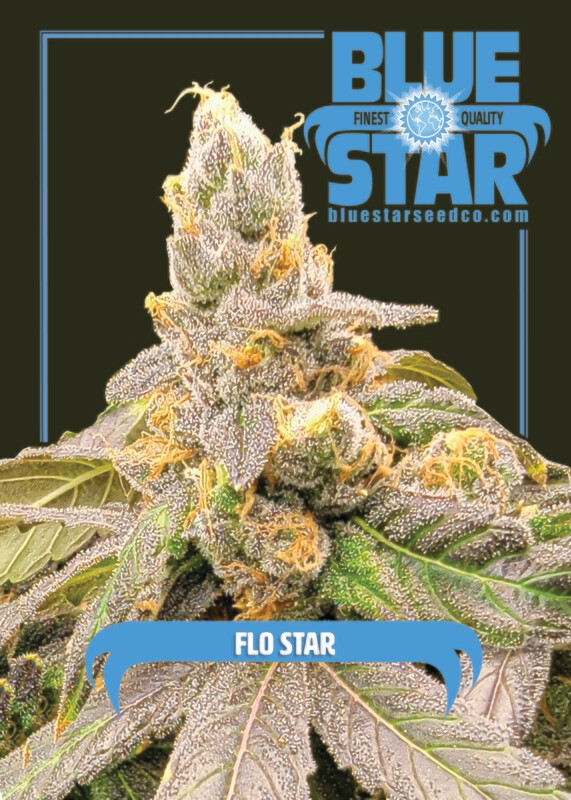 Flo Star - 6 Feminized Seeds - DJ Short/Blue Star Seed Co + 4 Freebie Fem Gorilla Butter x Blue Star