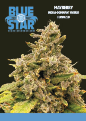 Mayberry - 6 Feminized Seeds - DJ Short/Blue Star Seed Co