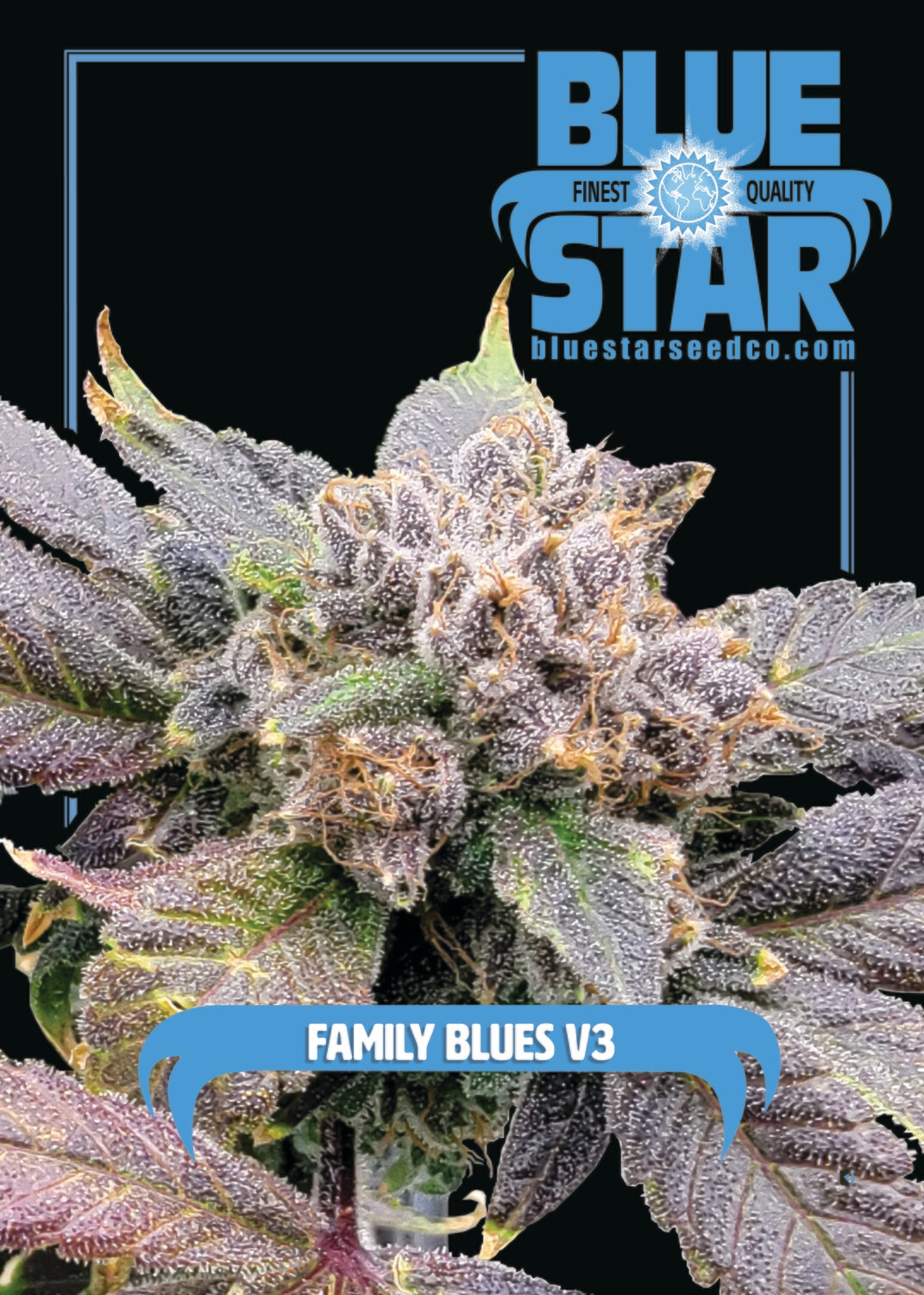 Family Blues V3 - 6 Feminized Seeds - DJ Short/Blue Star Seed Co