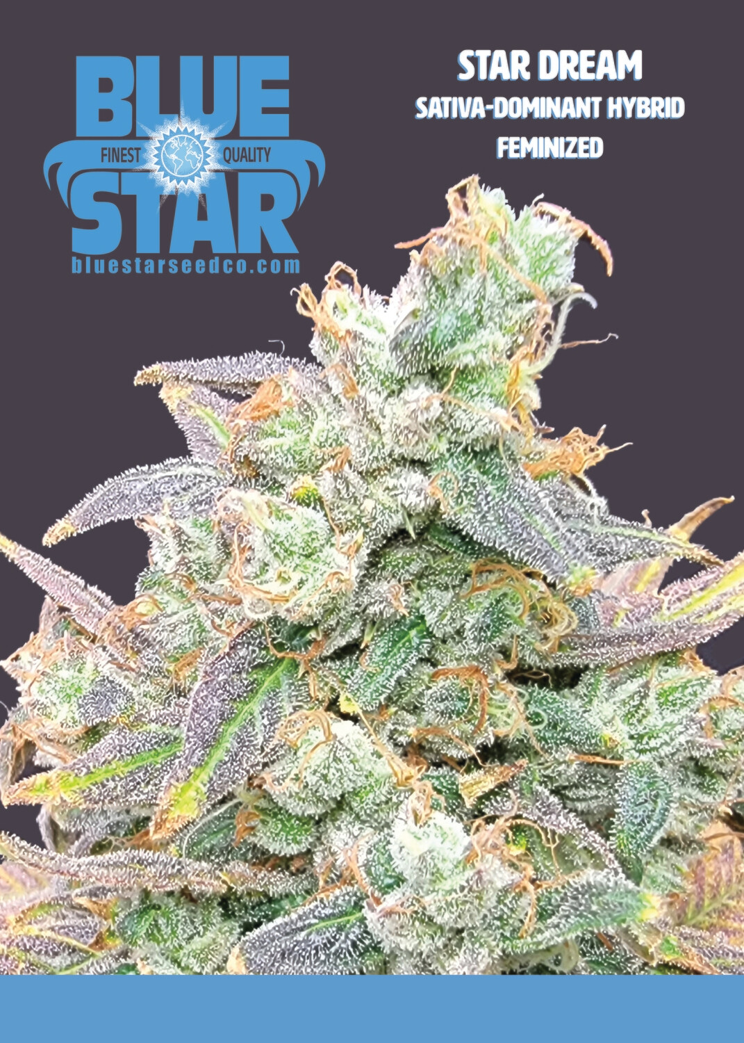 Star Dream - 6 Feminized Seeds - DJ Short/Blue Star Seed Co